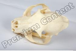 Skull Lion